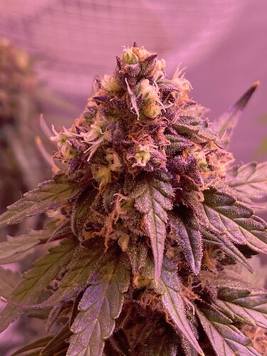 Growreport Bild 27