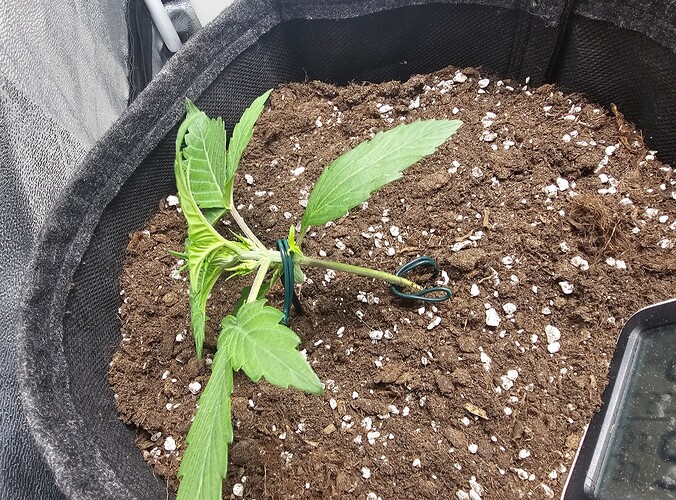 Growreport Bild 1