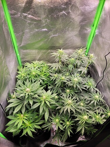 Growreport Bild 7