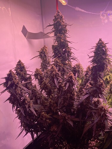 Growreport Bild 11