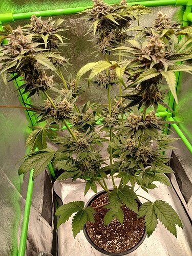 Growreport Bild 9