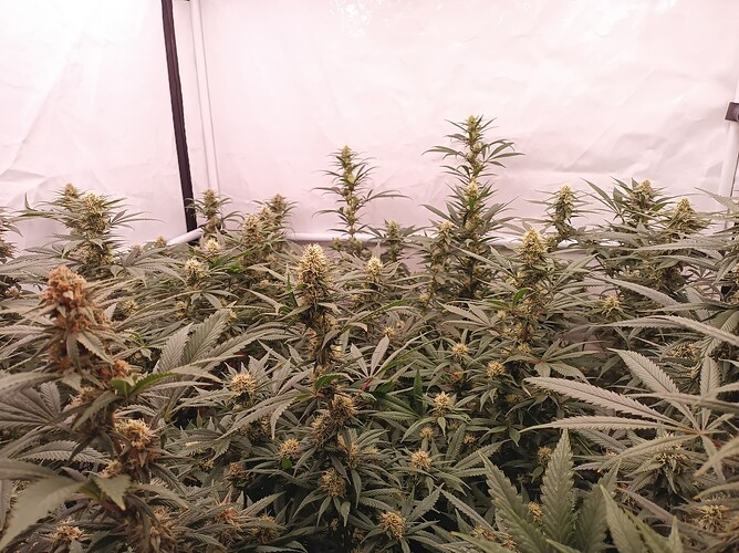 Growreport Bild 4