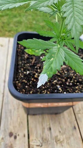 Growreport Bild 4