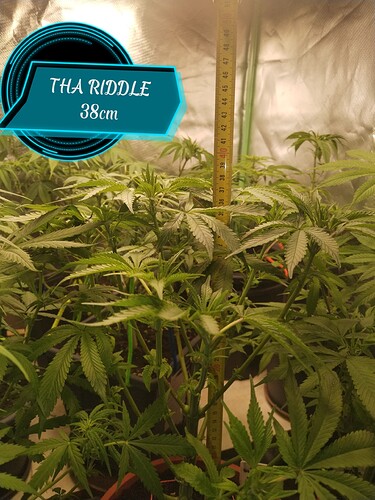 Growreport Bild 4