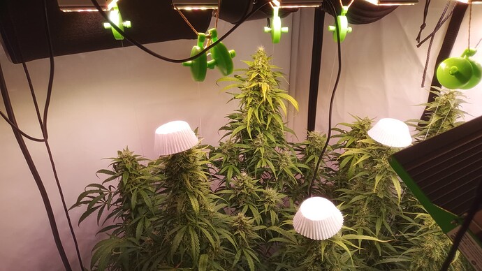 Mehrere blühende Cannabispflanzen in einem Growzelt, bei denen die obersten Blütenstände mit weißen Papierförmchen als Hitzeschutz vor der Lampe abgedeckt sind.