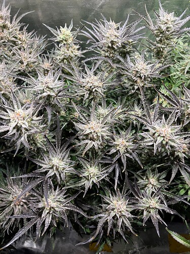 Growreport Bild 4