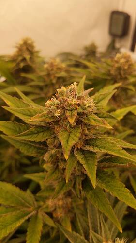 Growreport Bild 1
