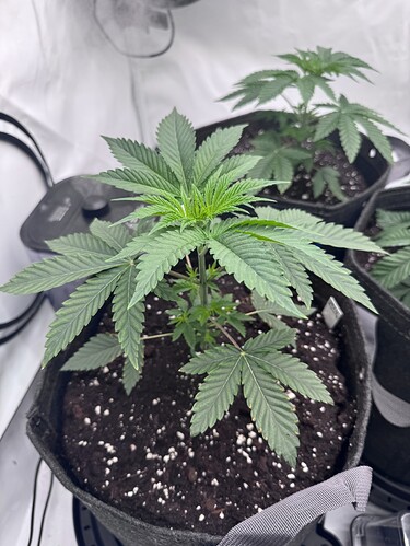 Growreport Bild 5