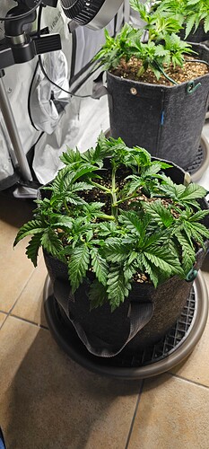 Growreport Bild 17