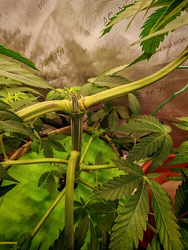 Growreport Bild 6