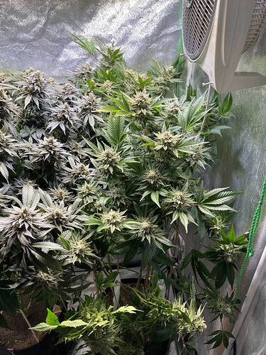 Growreport Bild 4