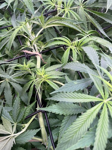 Growreport Bild 41