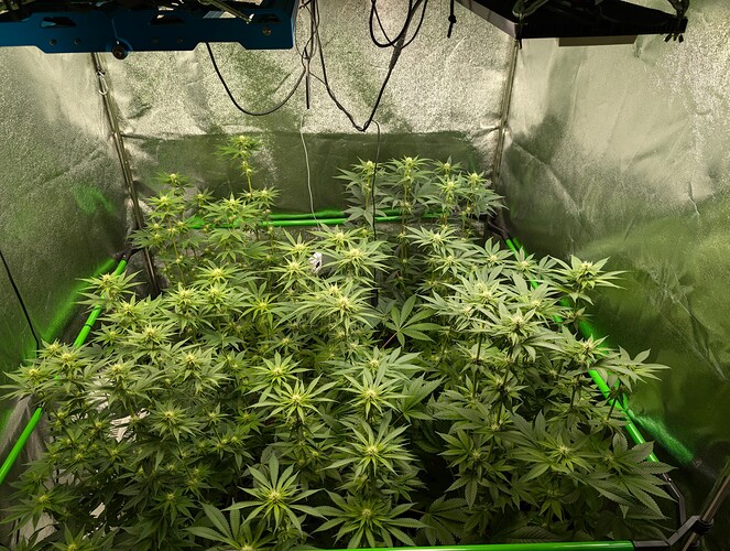 Growreport Bild 3