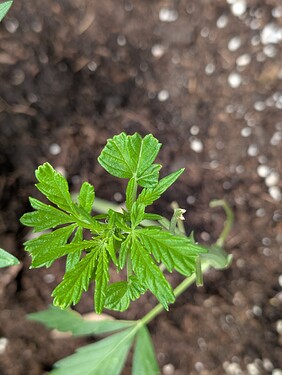 Growreport Bild 5