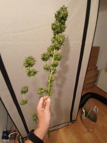 Growreport Bild 7