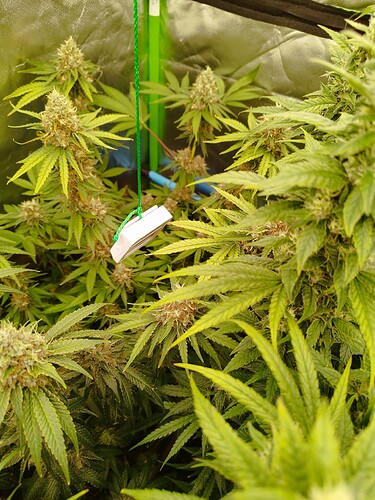 Mehrere blühende Cannabispflanzen in einem Zelt, mit Fokus auf die Blüten und Blätter.