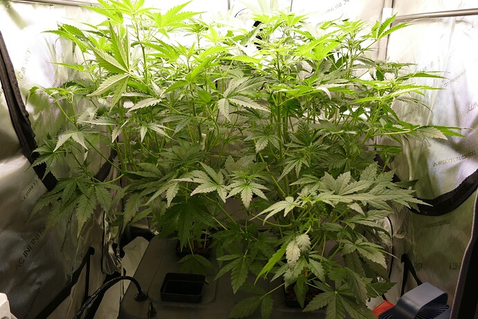 Growreport Bild 1