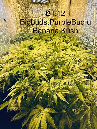 Growreport Bild 3