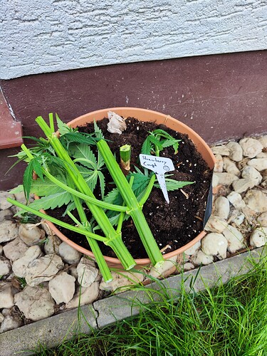 Growreport Bild 25