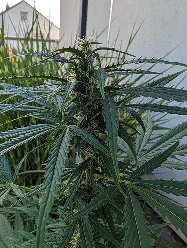 PXL_20240604_182550746