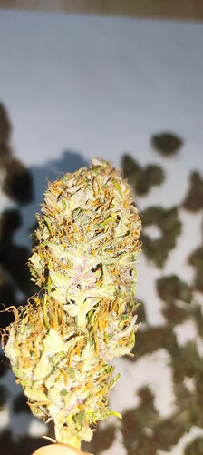 Growreport Bild 1