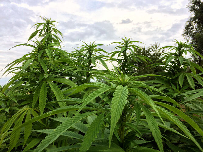 Grow26_0912_02_DP