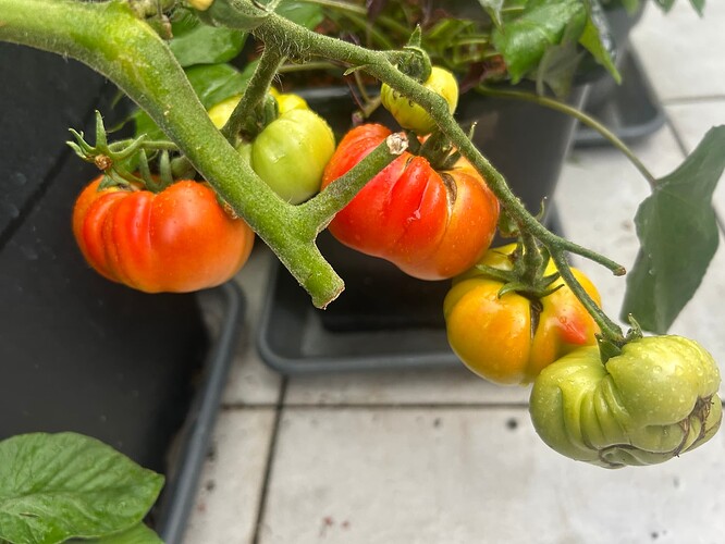 Growreport Bild 39