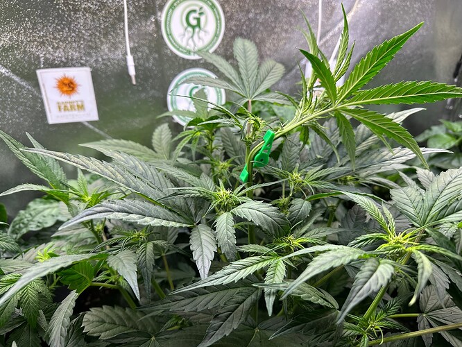 Growreport Bild 69