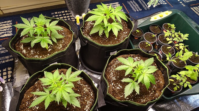 Growreport Bild 2