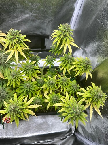 Growreport Bild 6