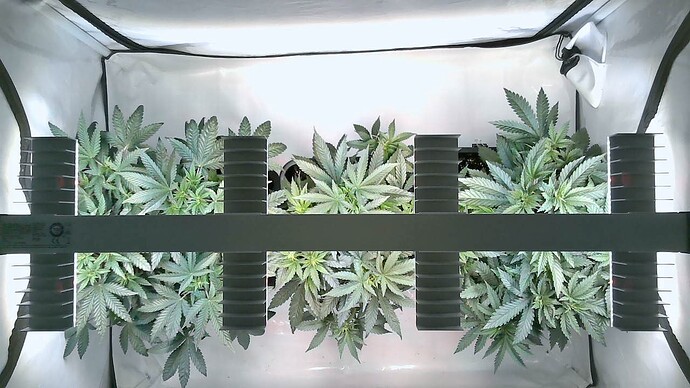 Growreport Bild 1
