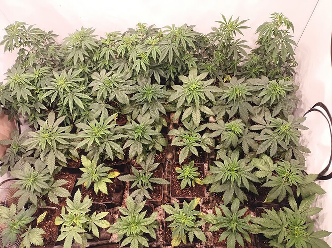 Growreport Bild 5