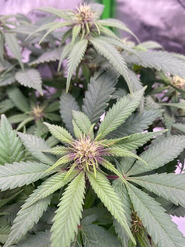 Growreport Bild 8