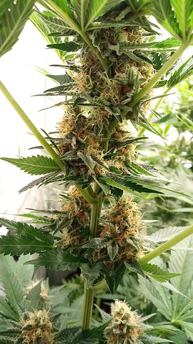 Growreport Bild 22