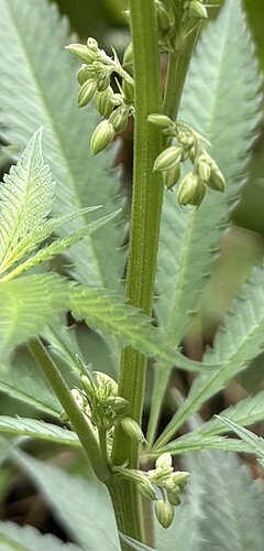 Growreport Bild 5