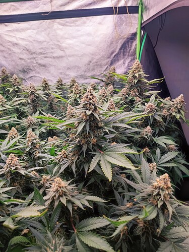 Growreport Bild 6
