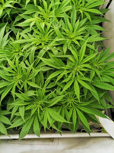 Growreport Bild 8