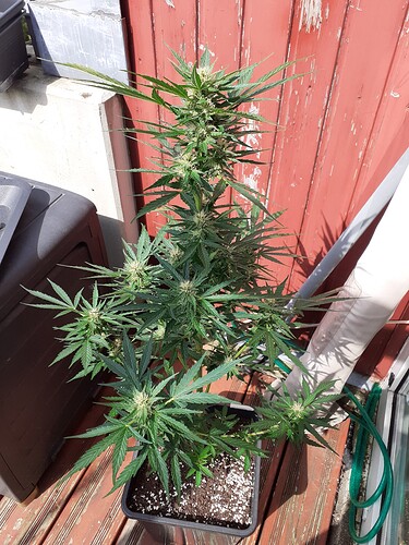 Growreport Bild 96