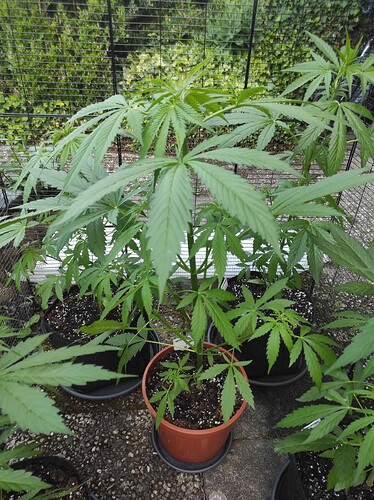 Growreport Bild 2