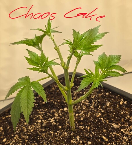 Growreport Bild 29