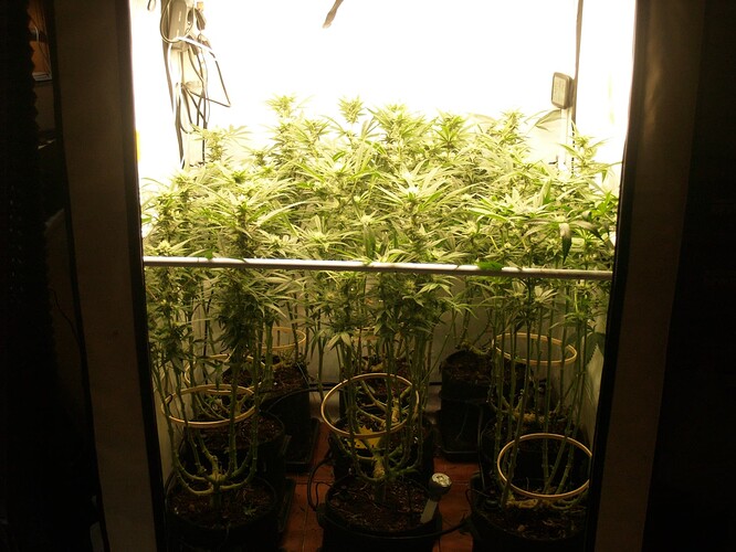 Growreport Bild 4
