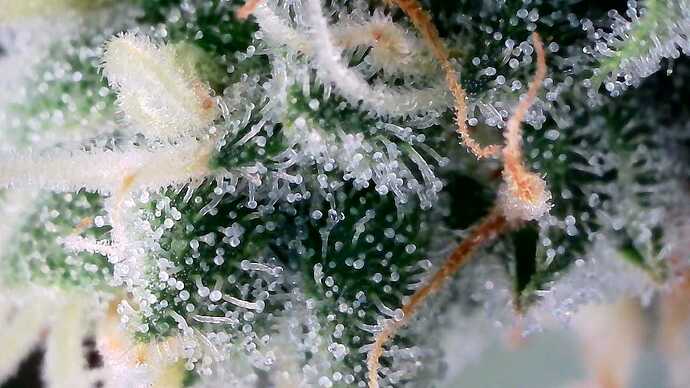 Growreport Bild 3