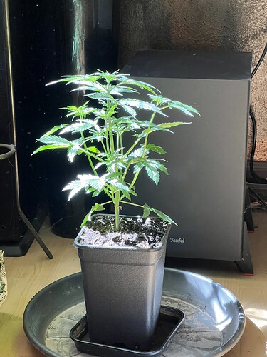 Growreport Bild 19
