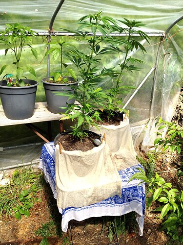 Growreport Bild 37