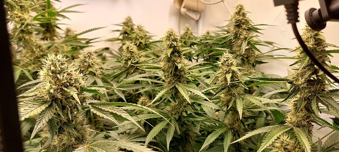 Growreport Bild 9
