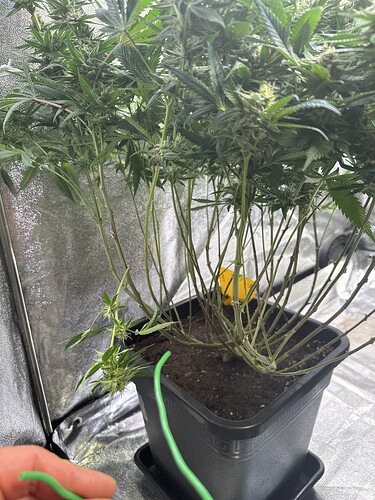 Growreport Bild 31