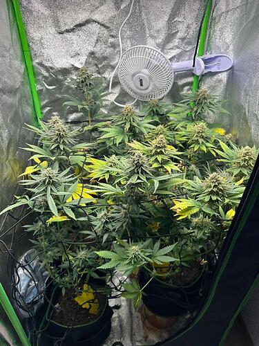 Zwei Cannabispflanzen in einem Growzelt, die sich in der späten Blütephase befinden und durch ein Netz gestützt werden.