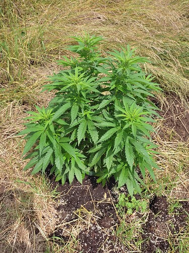 Growreport Bild 15