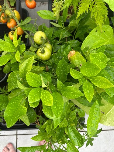 Growreport Bild 9