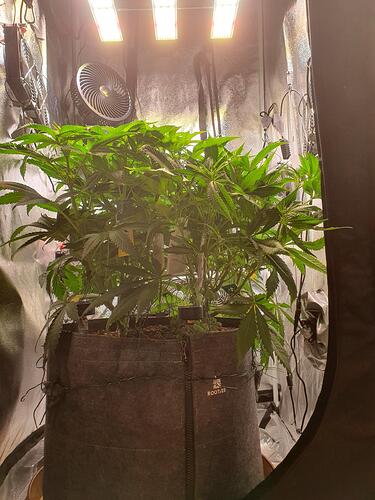 Growreport Bild 4